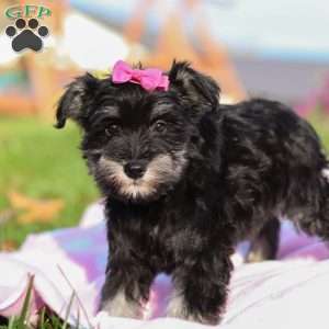 Lila, Miniature Schnauzer Puppy